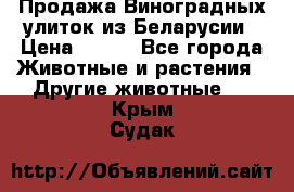 Продажа Виноградных улиток из Беларусии › Цена ­ 250 - Все города Животные и растения » Другие животные   . Крым,Судак